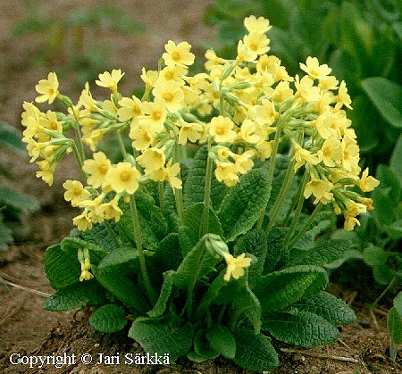  Primula elatior 